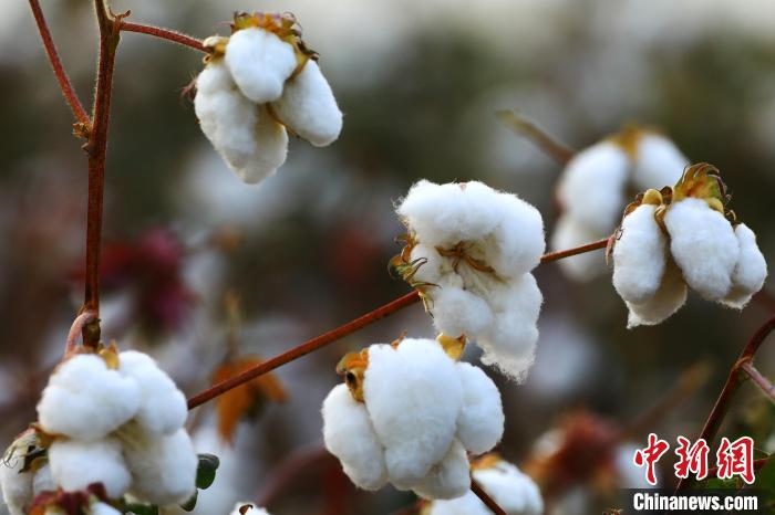 朵朵棉花吐絮盛開(kāi)。　劉艷敏 攝