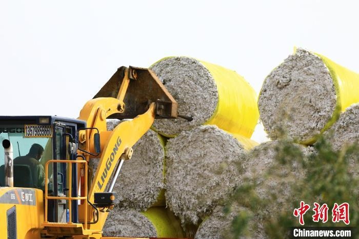 叉車將采棉機(jī)吐出的“金蛋蛋”裝車?！「唠p強(qiáng) 攝