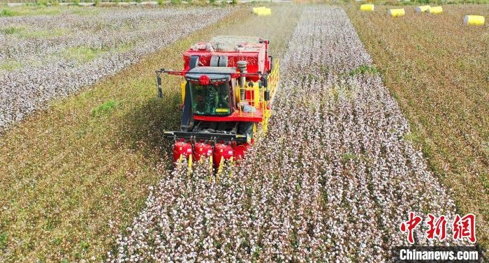采棉機(jī)正在采收棉花，猶如在五線譜上跳動(dòng)的音符，正在演奏豐收的樂(lè)章?！∷谓?攝