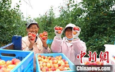 圖為興安盟沙果迎豐收?！】朴仪捌煳麄鞑抗﹫D