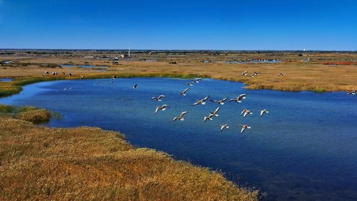 △黃河三角洲擁有天然蘆葦270平方公里，是東北亞內(nèi)陸和環(huán)西太平洋鳥類遷徙重要的“中轉(zhuǎn)站”、越冬地和繁殖地。(總臺(tái)央視記者李煒、程鋮拍攝)