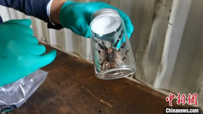 張家港海關(guān)工作人員截獲捕鳥蛛?！⊥踅〕?攝