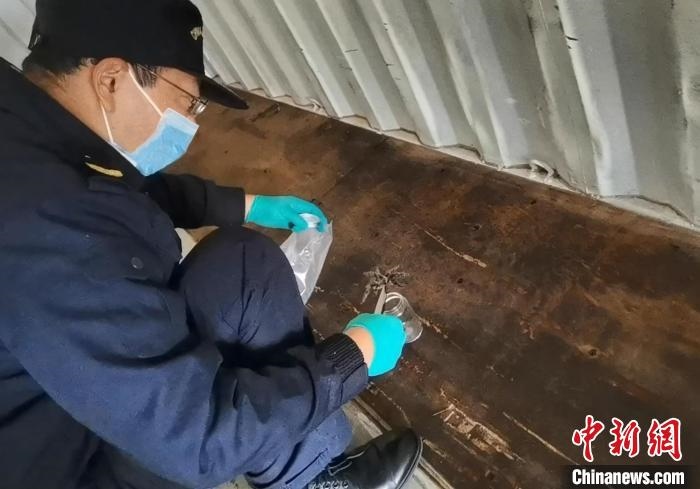 張家港海關(guān)工作人員截獲捕鳥蛛?！⊥踅〕?攝