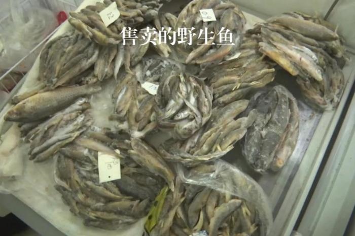 2021年12月6日，督察組現(xiàn)場隨機抽查發(fā)現(xiàn)，保護區(qū)附近餐館仍然存在非法經(jīng)營野生河魚的問題