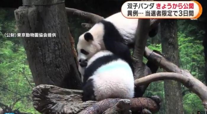 12日，日本東京上野動(dòng)物園的旅日雙胞胎熊貓開始同游客見面。(圖片來(lái)源：日本富士電視臺(tái)視頻截圖)