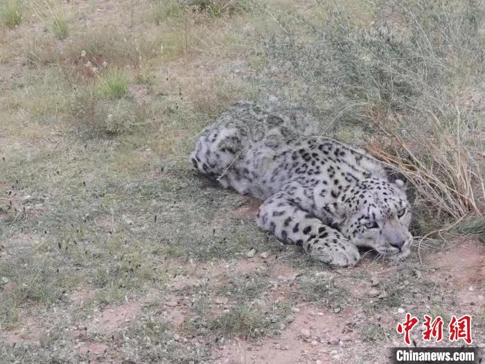 圖為在四子王旗發(fā)現(xiàn)的雪豹(資料圖)?！∷淖油跗炀焦﹫D