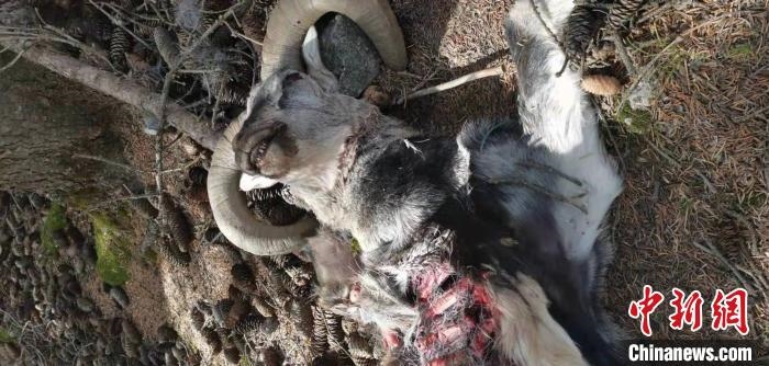 圖為疑似雪豹捕食巖羊的殘骸(資料圖)?！?nèi)蒙古賀蘭山國(guó)家級(jí)自然保護(hù)區(qū)供圖