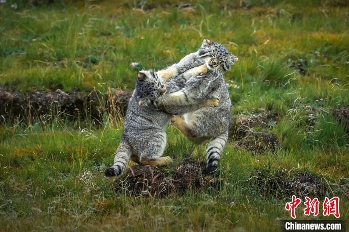 圖為作品《難分伯仲》?！〗股?攝