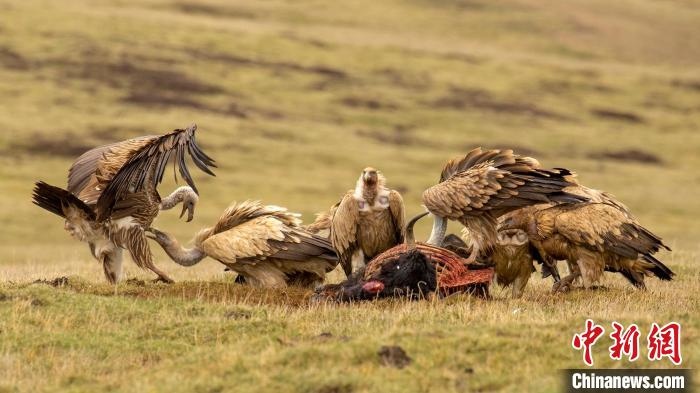 圖為作品《聚會》?！℃夭疾夭爬?攝