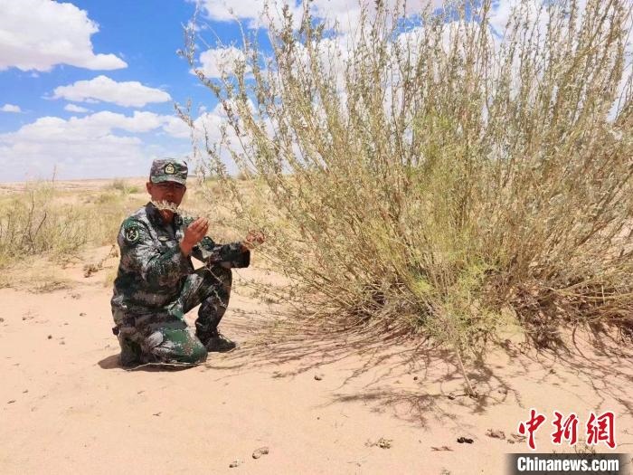 圖為謝寶民查看梭梭長勢。　受訪者供圖