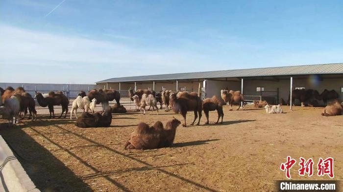 圖為額濟納旗駝奶產(chǎn)業(yè)基地?！⊥蹰L梅 攝