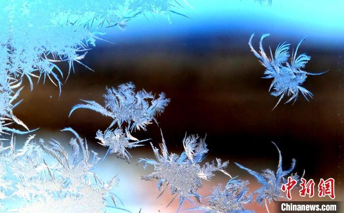 玉樹瓊枝盈滿窗?！O書程 攝