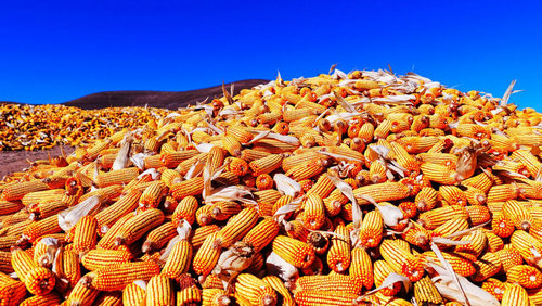 1761531170833869.jpg 玉米2.jpg