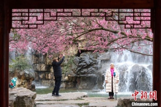 2月23日，市民在乾藝梅園景區(qū)觀賞拍攝綻放的梅花。瞿宏倫 攝