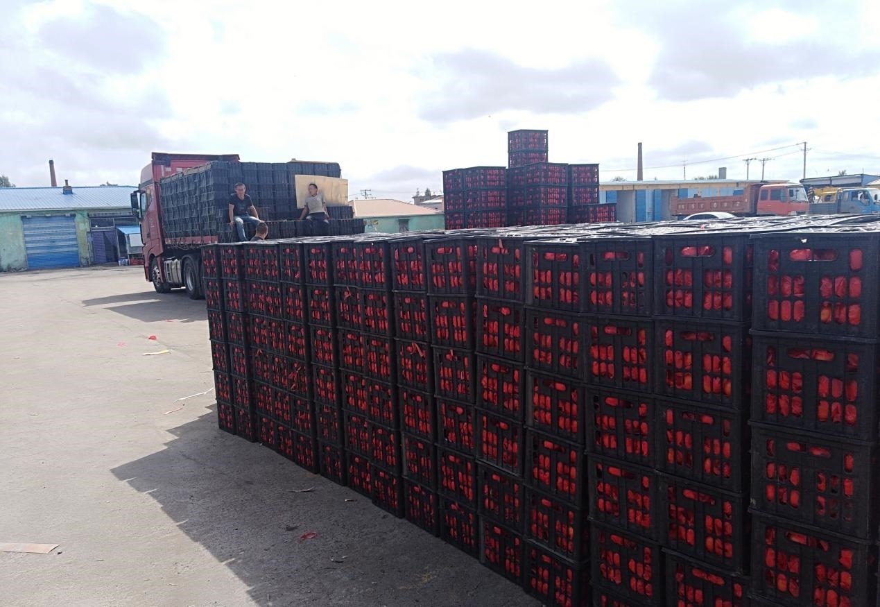 　　外銷的蔬菜在市場等待拉運(yùn)。受訪者供圖