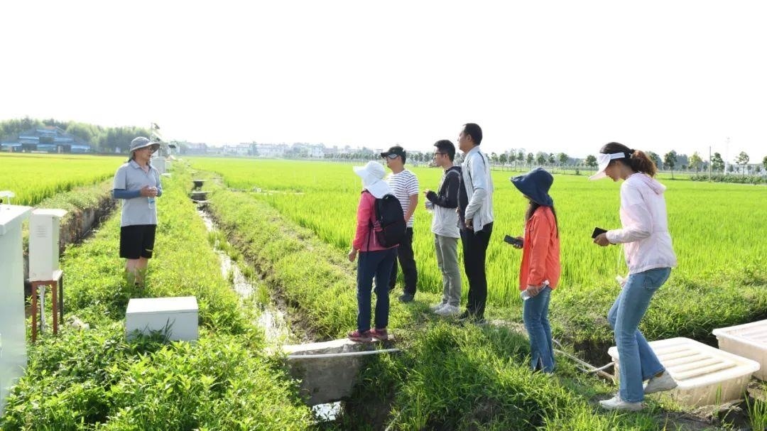 △云南大理古生村科技小院成員在田間調(diào)查。