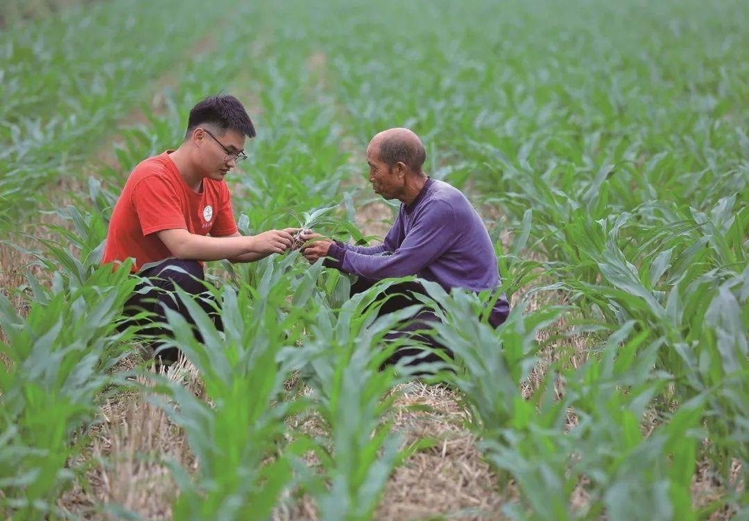 △科技小院的學(xué)生在給村民講解玉米種植知識(shí)。