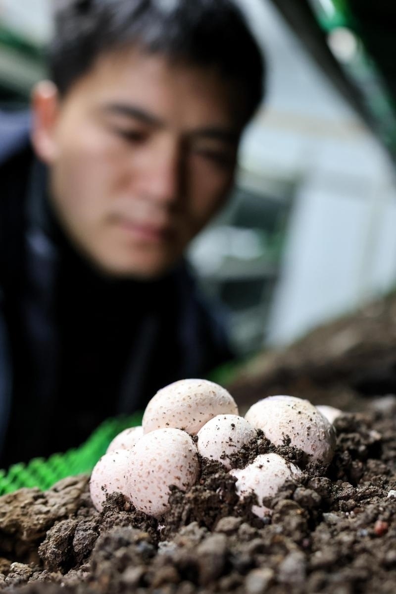 工作人員在貴陽市白云區(qū)食用菌產(chǎn)業(yè)示范園智能菇房內查看菌菇生長情況（2022年2月14日攝）。新華社記者 歐東衢 攝