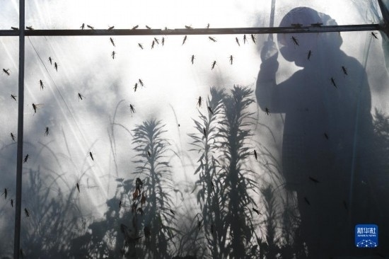 6月21日，山東省樂陵市西段鄉(xiāng)岔河村東亞飛蝗養(yǎng)殖基地的養(yǎng)殖戶在大棚內(nèi)忙碌。新華社記者 范長國 攝