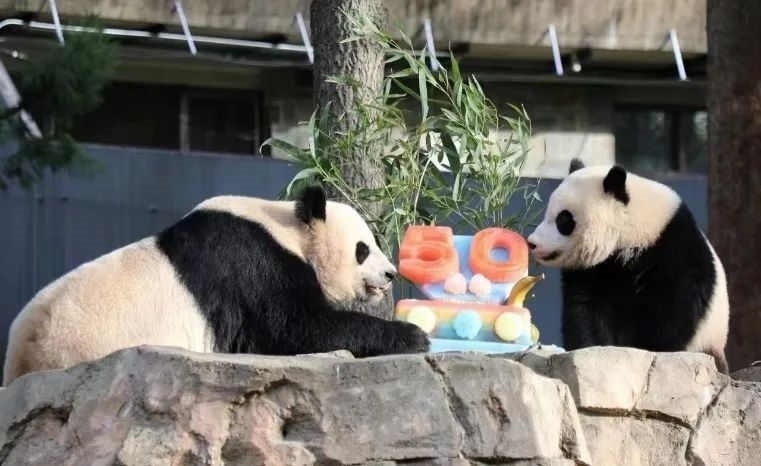2022年，美國國家動物園舉辦活動慶祝大熊貓抵美50周年，園方為大熊貓“美香”“添添”和“小奇跡”一家三口準備了有“50”字樣的冰凍水果蛋糕。（圖片來源：雅安市廣播電視臺）