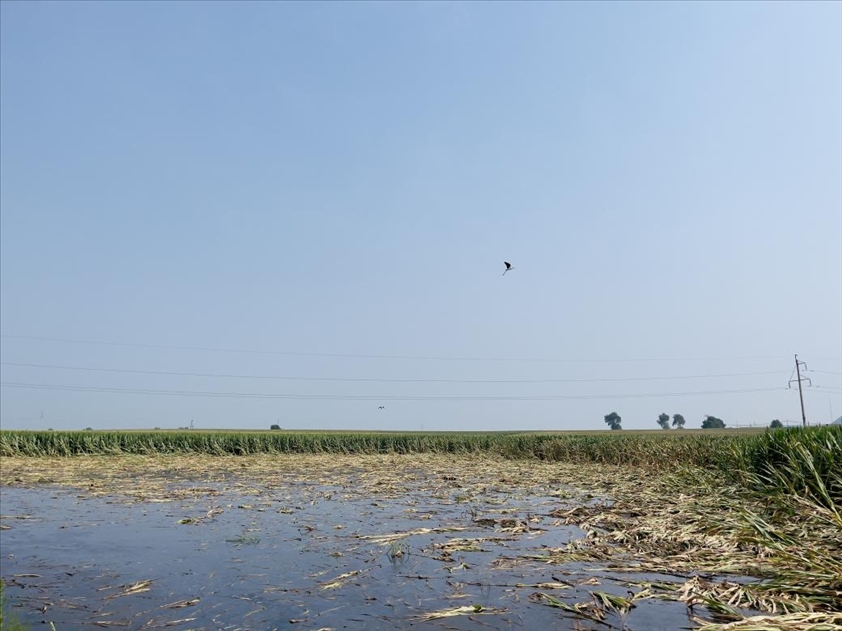 積水嚴(yán)重區(qū)域有鳥兒來(lái)覓食（中國(guó)之聲記者江曉晨 攝）
