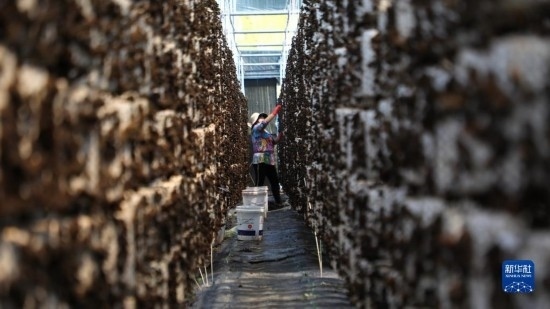 7月29日，在卓尼縣納浪鎮(zhèn)納浪村黑木耳種植基地，農(nóng)戶在采摘黑木耳。