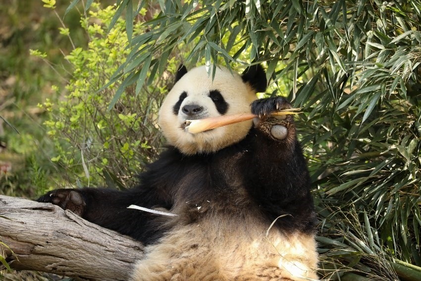 大熊貓“芝麻”。成都大熊貓繁育研究基地供圖