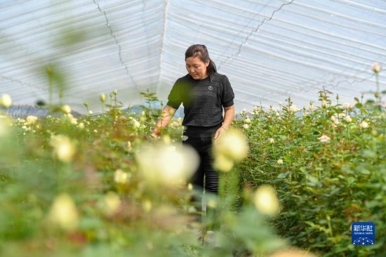 8月17日，吉林省德惠市朱城子鎮(zhèn)沿河村程雪家庭農(nóng)場(chǎng)的負(fù)責(zé)人楊雪在查看玫瑰花長(zhǎng)勢(shì)。新華社記者 張楠 攝