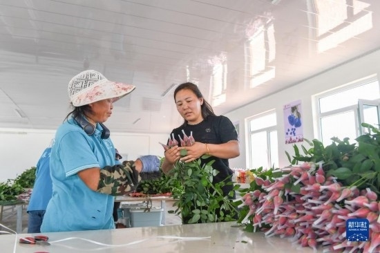 8月17日，吉林省德惠市朱城子鎮(zhèn)沿河村程雪家庭農(nóng)場(chǎng)的負(fù)責(zé)人楊雪（右）指導(dǎo)農(nóng)民修剪玫瑰花。新華社記者 張楠 攝