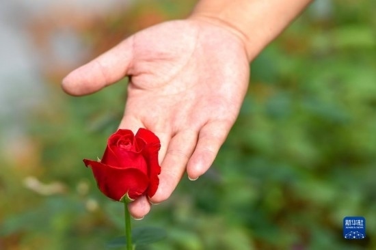 8月17日，吉林省德惠市朱城子鎮(zhèn)沿河村程雪家庭農(nóng)場(chǎng)的負(fù)責(zé)人楊雪在查看玫瑰花長(zhǎng)勢(shì)。新華社記者 張楠 攝