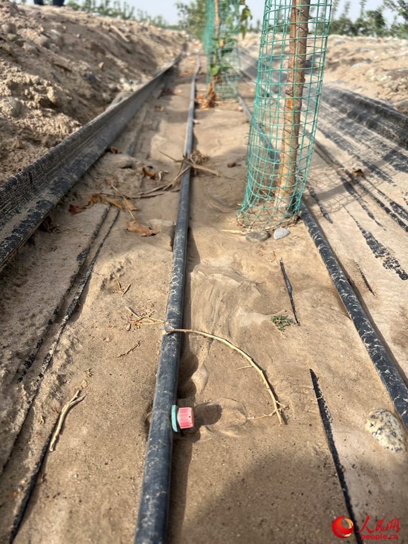 水肥一體化滴灌技術(shù)，可極大節(jié)約用水量。人民網(wǎng)記者 常雪梅攝