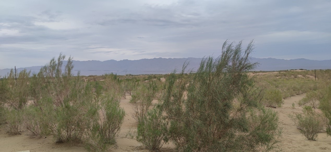 曾經(jīng)的荒漠現(xiàn)已被大面積梭梭林覆蓋。張璐璐 攝