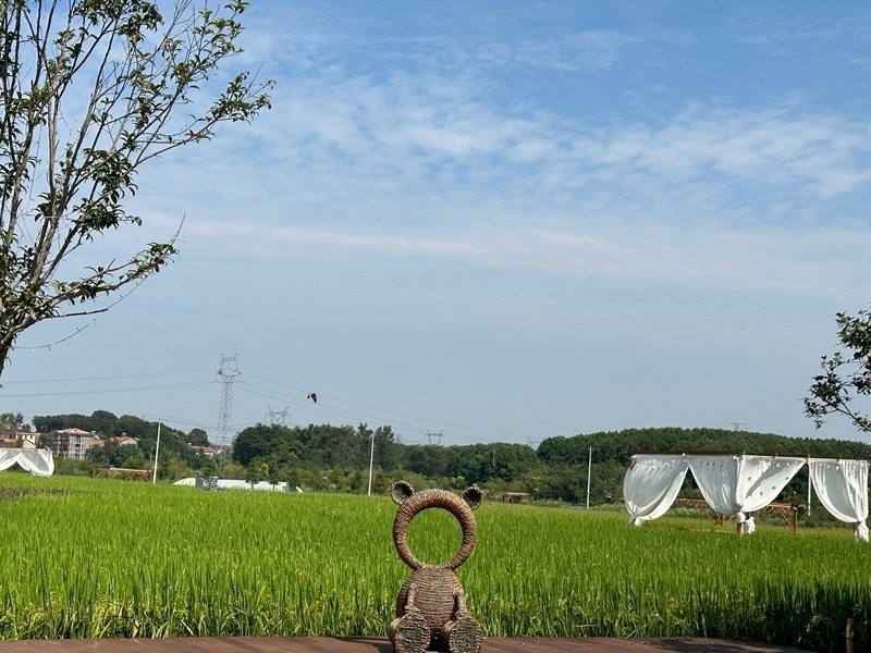 林語未來村打造農(nóng)家畈田園綜合體。人民網(wǎng) 王紹紹攝