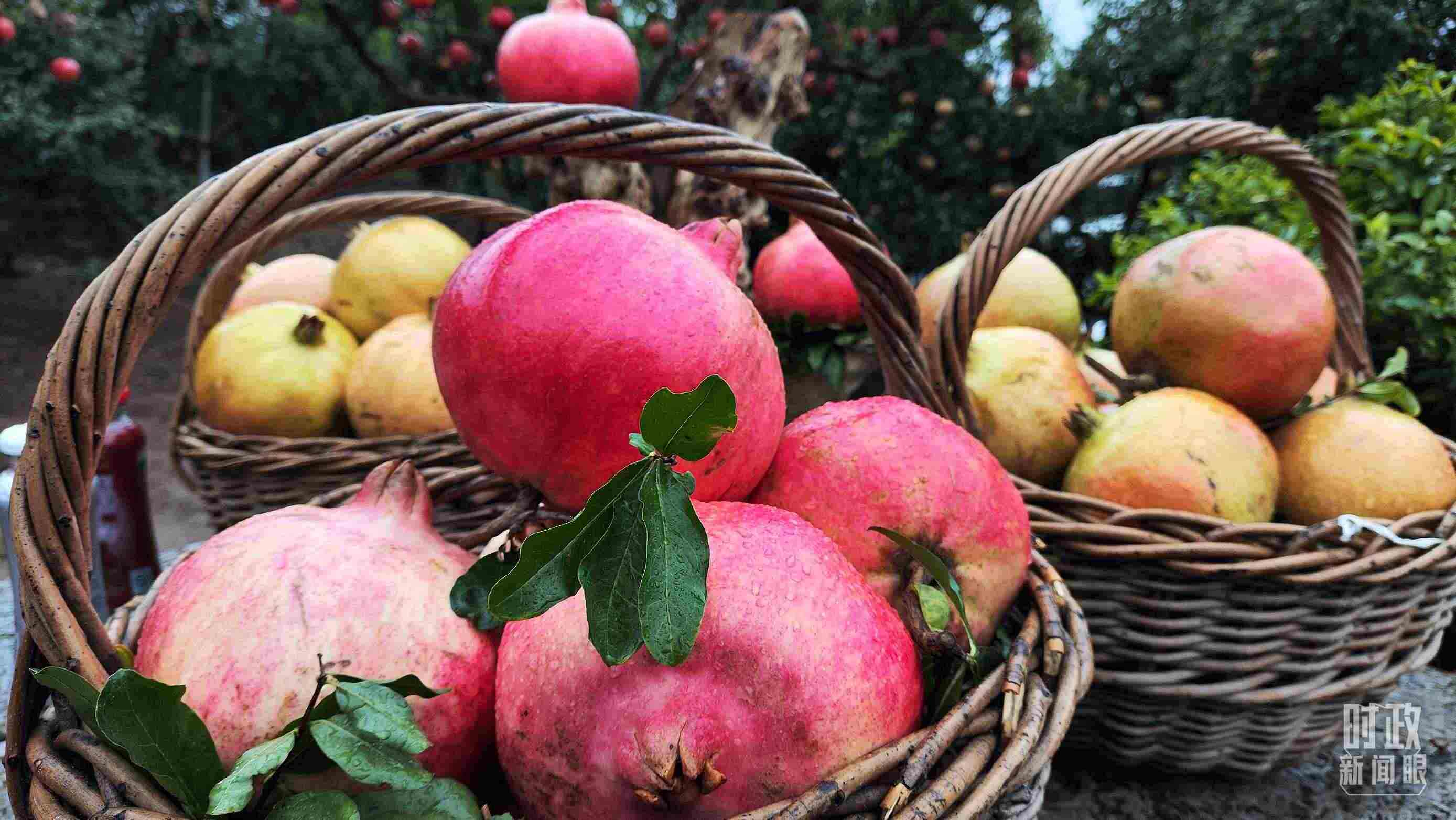 △種植園內(nèi)新鮮采摘的石榴。（總臺(tái)央視記者鐘信偉拍攝）