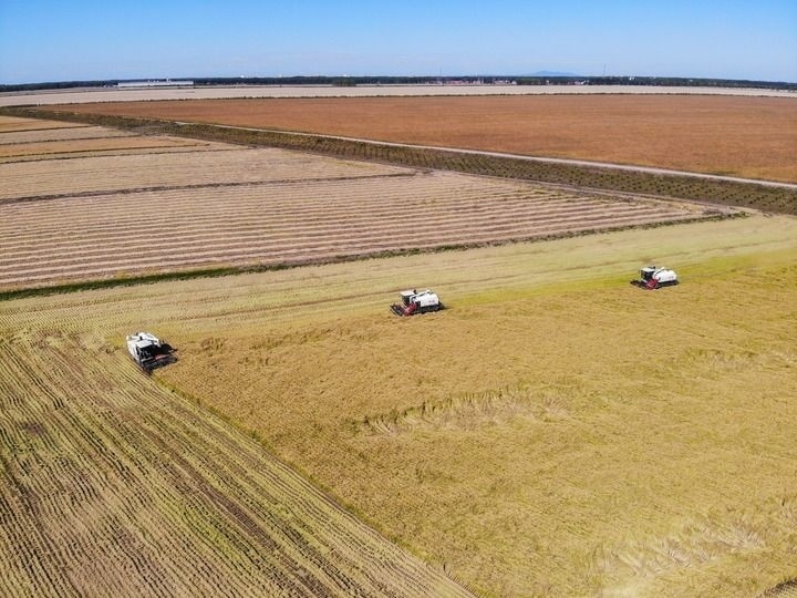這是在位于黑龍江雙鴨山市友誼縣的北大荒農(nóng)業(yè)股份有限公司友誼分公司一地塊拍攝的水稻收獲現(xiàn)場(chǎng)（2023年9月21日攝，無(wú)人機(jī)照片）。新華社記者 王松 攝