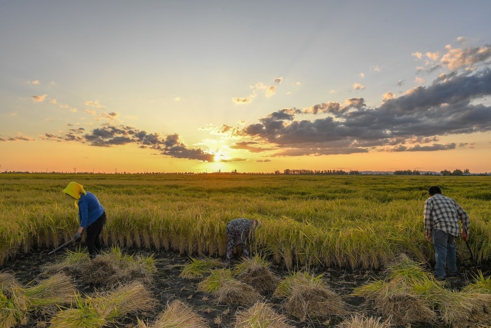 農(nóng)民在吉林省吉林市永吉縣萬(wàn)昌鎮(zhèn)花家村收割水稻（2023年9月12日攝）。新華社記者 張楠 攝
