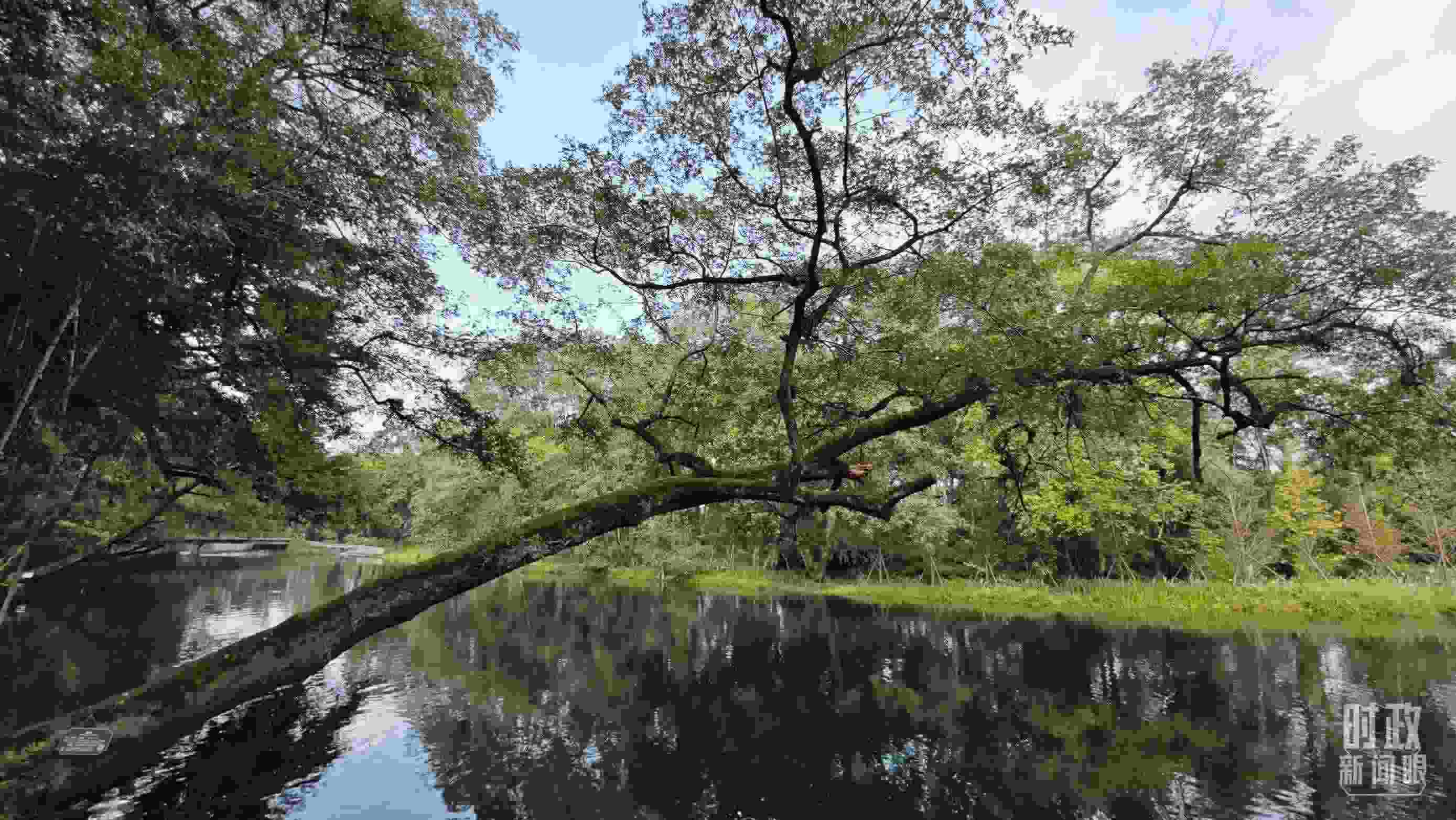 △饒河源國家濕地公園。（總臺央視記者郁振一拍攝）