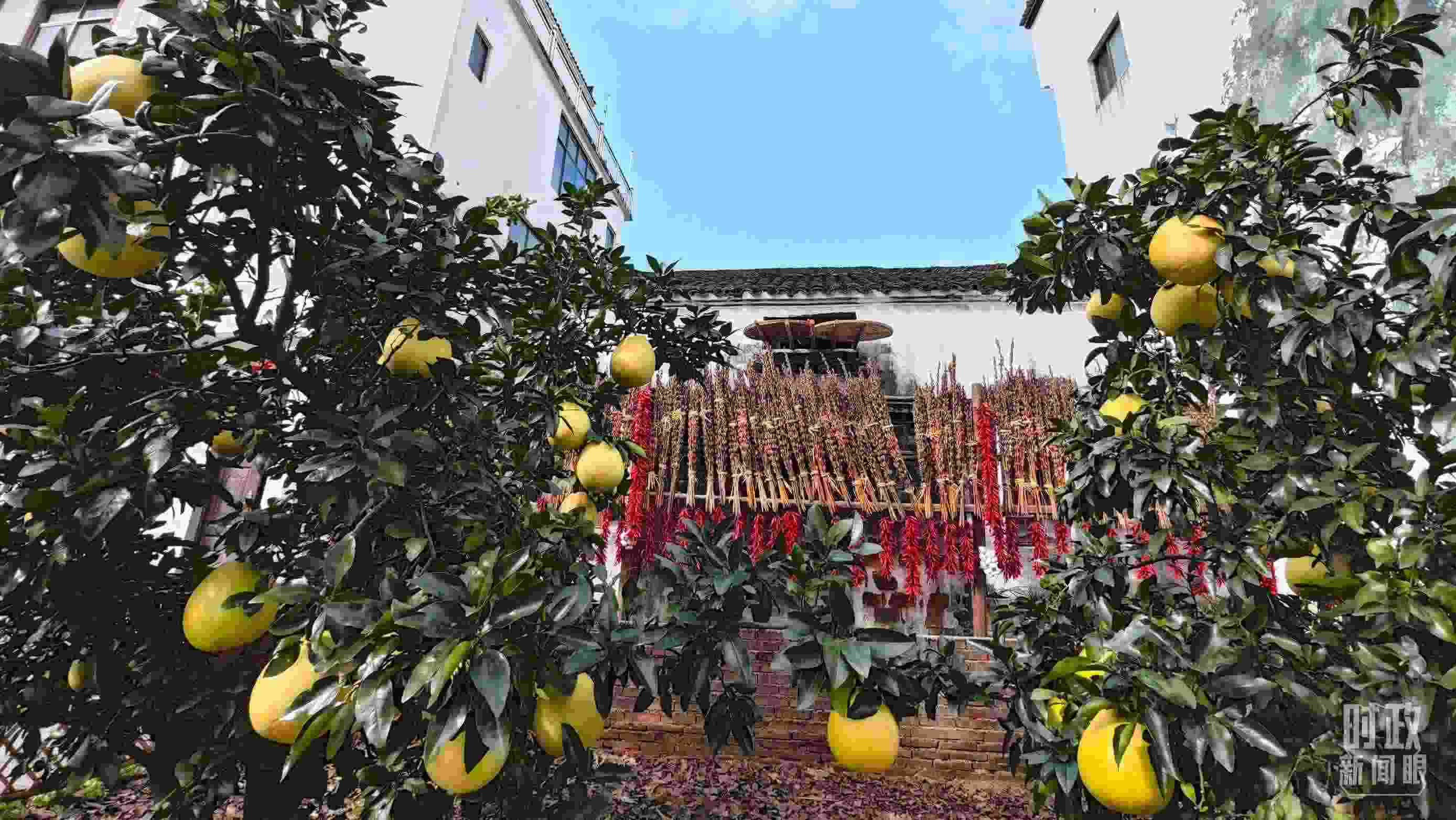 △石門村農(nóng)家小院里碩果累累。（總臺央視記者許永松拍攝）