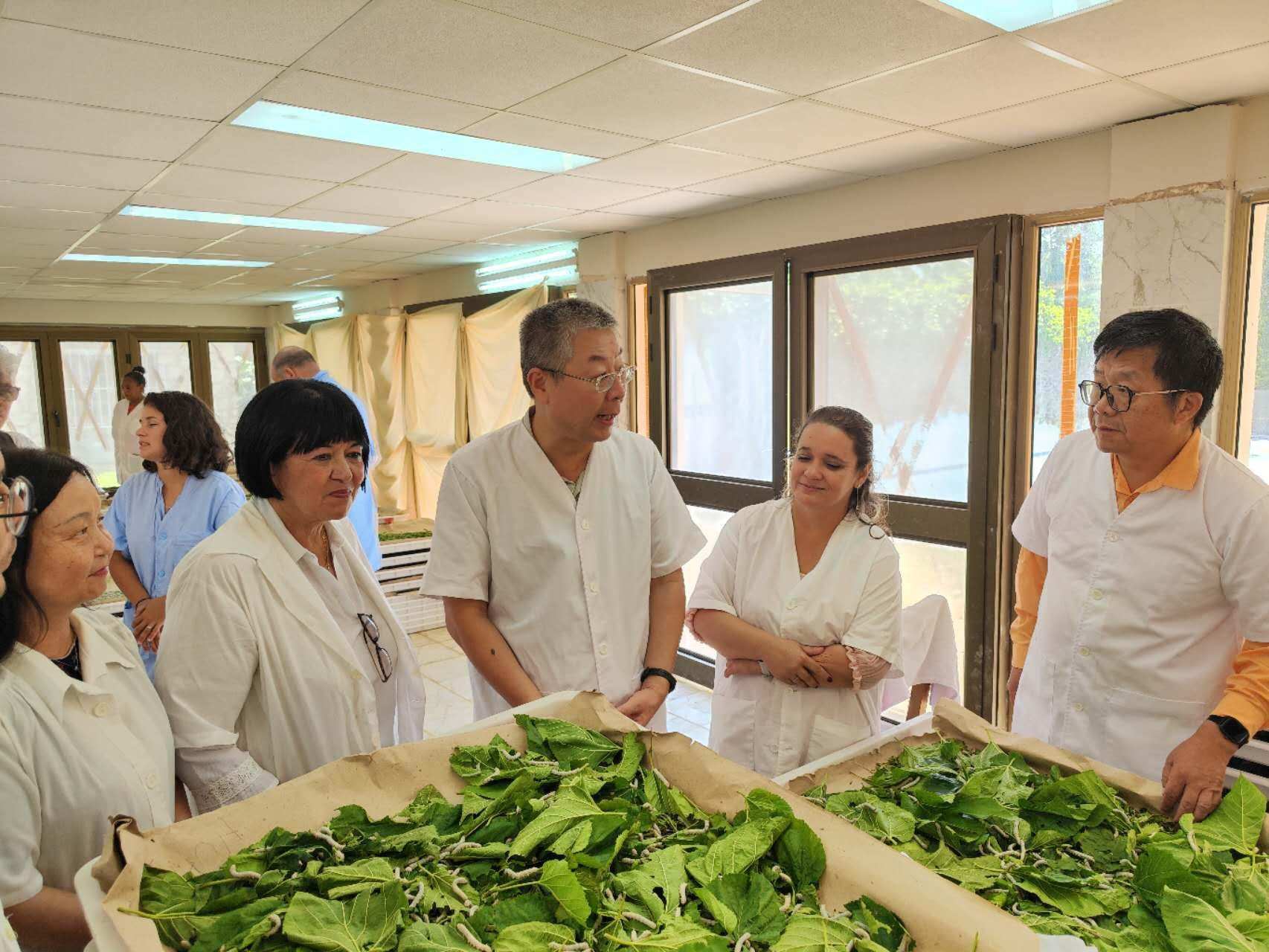 2023年5月23日，中國(guó)駐古巴大使馬輝考察古中蠶桑科技合作中心。來(lái)源：中國(guó)駐古巴大使館官網(wǎng)