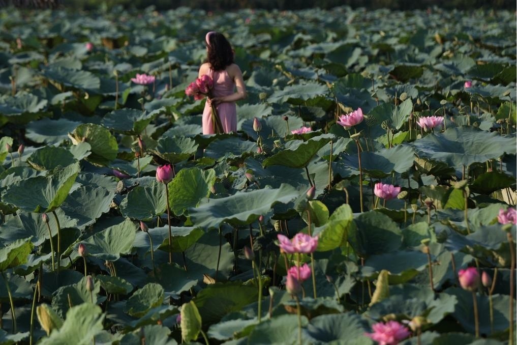 這是2020年7月15日，一名女子在越南首都河內(nèi)西湖畔的荷花叢中留影。