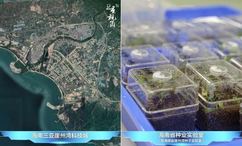 位于三亞崖州灣科技城的海南省種業(yè)實驗室（原海南省崖州灣種子實驗室）將形成輻射全國和“一帶一路”沿線國家的種子科學(xué)技術(shù)創(chuàng)新中心。