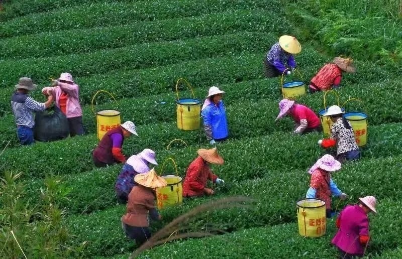 △軍營村茶農(nóng)在茶園采茶。