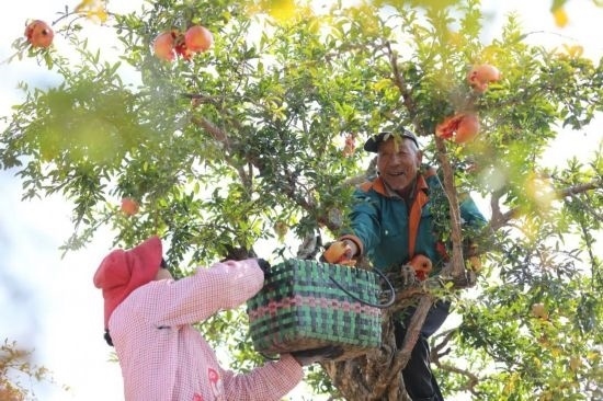 紅彤彤的石榴掛滿枝頭，農(nóng)戶們穿梭在林中采摘，享受著豐收的喜悅。