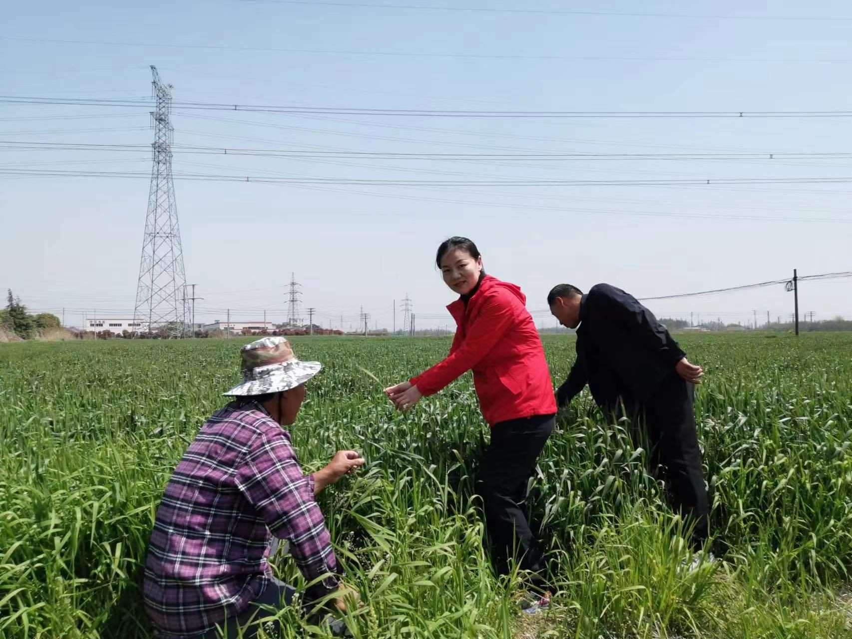 魏巧在田間察看農(nóng)作物長(zhǎng)勢(shì)。