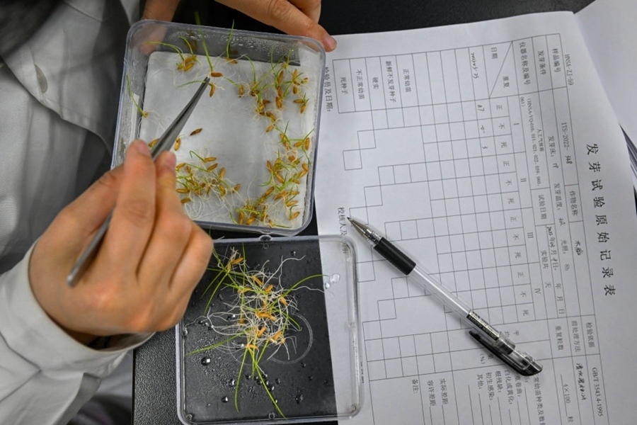 2022年3月23日，在湖南省農(nóng)作物種質(zhì)資源庫實驗室，檢測員對保存的水稻種子進行發(fā)芽試驗檢測。