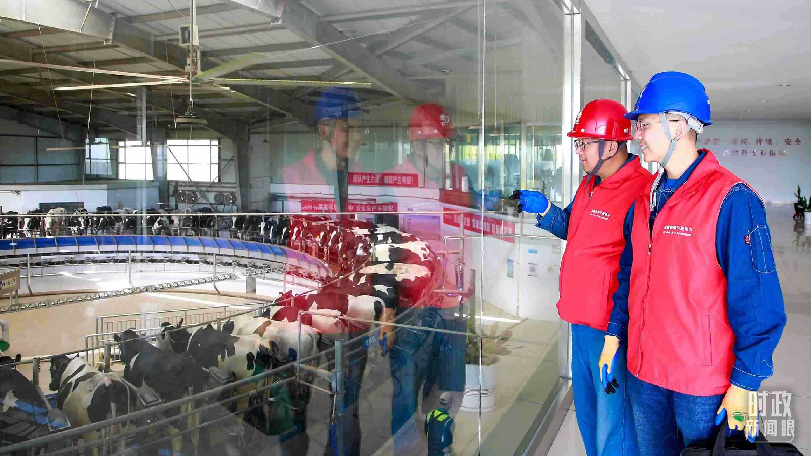  △寧夏銀川，電力員工深入奶牛養(yǎng)殖企業(yè)，助力數(shù)智化養(yǎng)殖。（圖/視覺中國）
