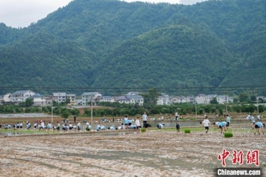 圖為5月21日，綏陽縣旺草中學(xué)學(xué)生在旺草萬畝大壩體驗插秧。唐哲 攝