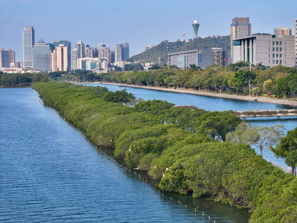 福建廈門筼筜湖紅樹林種植帶（2024年1月24日攝，無人機照片）。