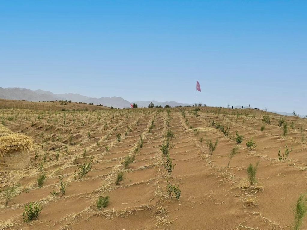 內(nèi)蒙古巴彥淖爾市杭錦后旗治沙新品種沙木蓼和四翅濱藜苗木示范區(qū)。新華社記者 李云平 攝