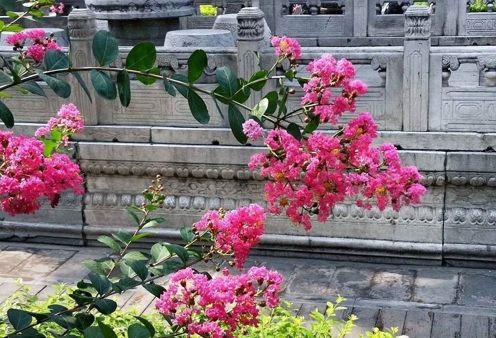 夏天的故宮一角。故宮博物院供圖